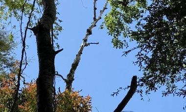 Agrícola en Venta en Sector Chucauco el Canelo Viejo Villarrica