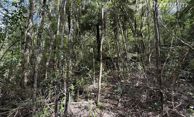 Agrícola en Venta en Sector Chucauco el Canelo Viejo Villarrica
