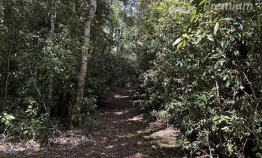Agrícola en Venta en Sector Chucauco el Canelo Viejo Villarrica