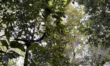 Agrícola en Venta en Sector Chucauco el Canelo Viejo Villarrica