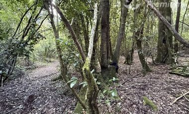Agrícola en Venta en Sector Chucauco el Canelo Viejo Villarrica