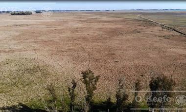 Campo Ganadero 800 Has.  en venta en Saladillo, La Campana