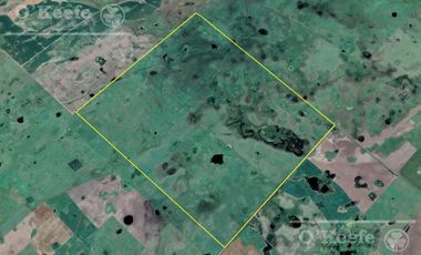 Campo Ganadero 800 Has.  en venta en Saladillo, La Campana