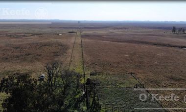 Campo Ganadero 800 Has.  en venta en Saladillo, La Campana
