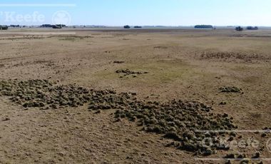 Campo Ganadero 800 Has.  en venta en Saladillo, La Campana