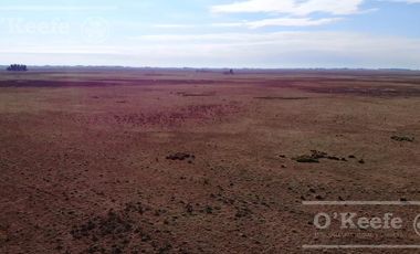 Campo Ganadero 800 Has.  en venta en Saladillo, La Campana