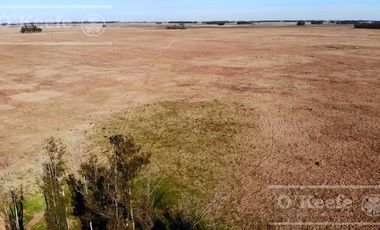 Campo Ganadero 800 Has.  en venta en Saladillo, La Campana