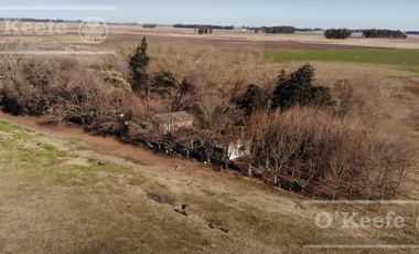 Campo Ganadero 800 Has.  en venta en Saladillo, La Campana