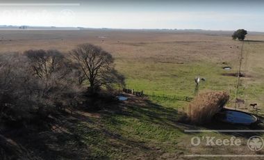 Campo Ganadero 800 Has.  en venta en Saladillo, La Campana