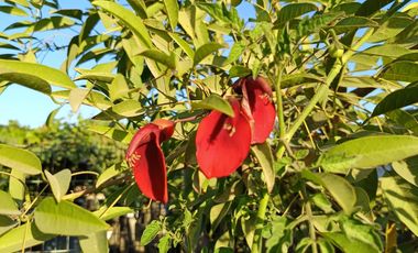 Parcela en venta en LINARES