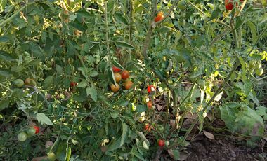 Parcela en venta en LINARES