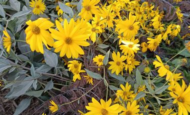 Parcela en venta en LINARES