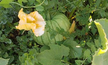 Parcela en venta en LINARES