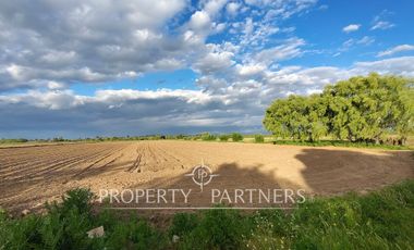 Oportunidad Agrícola en Linares