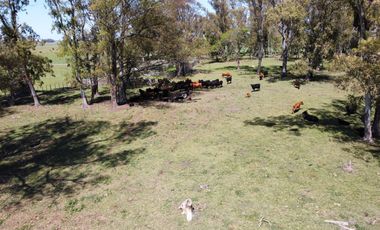 Campo de 50 hectareas a 10 km de Saladillo - Colonia Maria Luisa