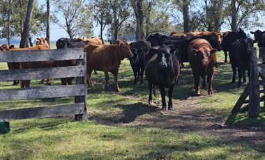Campo de 50 hectareas a 10 km de Saladillo - Colonia Maria Luisa