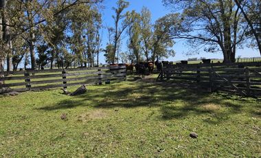 Campo de 50 hectareas a 10 km de Saladillo - Colonia Maria Luisa