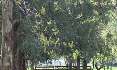 VENTA ESPLENDIDA ESTANCIA CON IMPORTANTE CASCO COLONIAL 25HAS PURO POLO