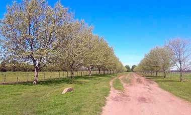 VENTA ESPLENDIDA ESTANCIA CON IMPORTANTE CASCO COLONIAL 25HAS PURO POLO