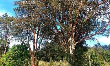 Parcela en venta en LOS MUERMOS