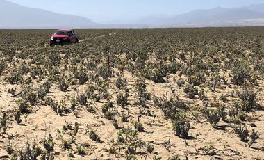 PARCELA CON ROL PROPIO 5001 M2