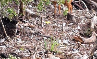 Casa en Venta en A 1 hora de Ancud, Chiloé