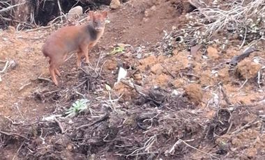Casa en Venta en A 1 hora de Ancud, Chiloé