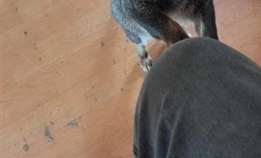 Casa en Venta en A 1 hora de Ancud, Chiloé