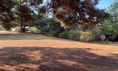 PINARES DE ALGARROBO