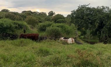 Terreno en Venta sobre Carretera Federal 80 – Zapotlanejo-Tepatitlán