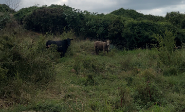 Terreno en Venta sobre Carretera Federal 80 – Zapotlanejo-Tepatitlán
