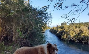 Remate Parcelas En Rupanco Frutillar Region De Los Lagos.