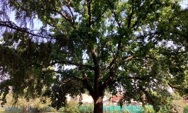 Venta - Departamento - 3 ambientes - Pilar - Pileta - Parrilla - Cochera