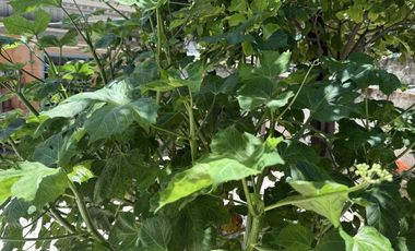 Casa en venta con terreno amplio en San José, Mérida Yucatán