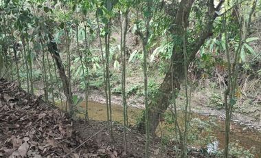 SE VENDE FINCA EN SITIO EL LIMON-RICAURTE-CHONE
