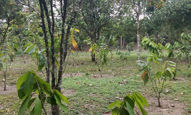 SE VENDE FINCA EN SITIO EL LIMON-RICAURTE-CHONE