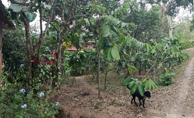 SE VENDE FINCA EN SITIO EL LIMON-RICAURTE-CHONE