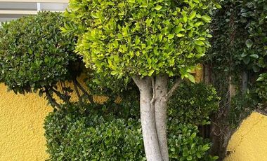 Venta/renta Casa en Condominio, Bosque de las Lomas