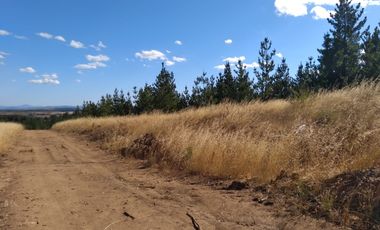 Parcela de 31 Hectàreas en Chimàvida, a 15 Kms de Cauquenes