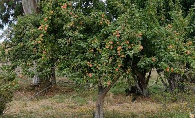 Parcela en venta en LOS MUERMOS