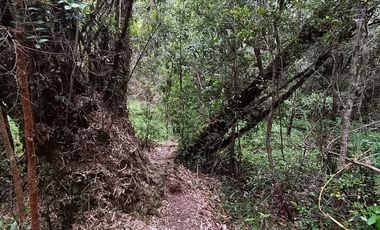 Parcela en venta en LOS MUERMOS