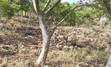 TERRENO MUY AMPLIO PARA QUE TUS SUEÑOS SE HAGAN REALIDAD