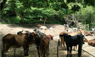 EXTENSO RANCHO EN LA GRANDEZA, CHIAPAS