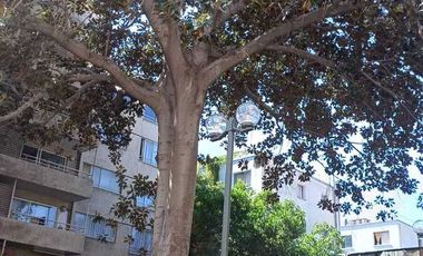 Bellavista, A pasos de Providencia,  Santiago