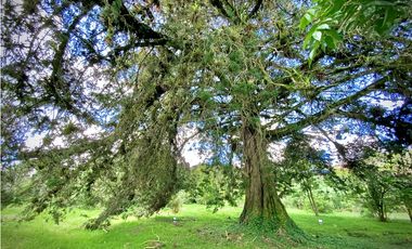 Venta Lote Parcelacion Alto Palmas