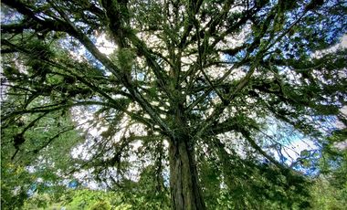 Venta Lote Parcelacion Alto Palmas