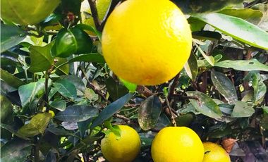 PREDIO EN VENTA – Salento, Quindío –