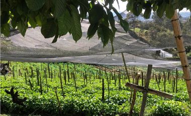 VENTA FINCA CARMEN VIBORAL- CERCA A VA PRINCIPAL