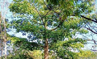 Terreno Residencial en Venta Carretera Merida-Progreso