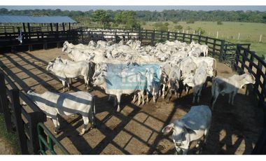 Venta Finca ganadera con pastos mejorados y pista Aerea en Cumaribo